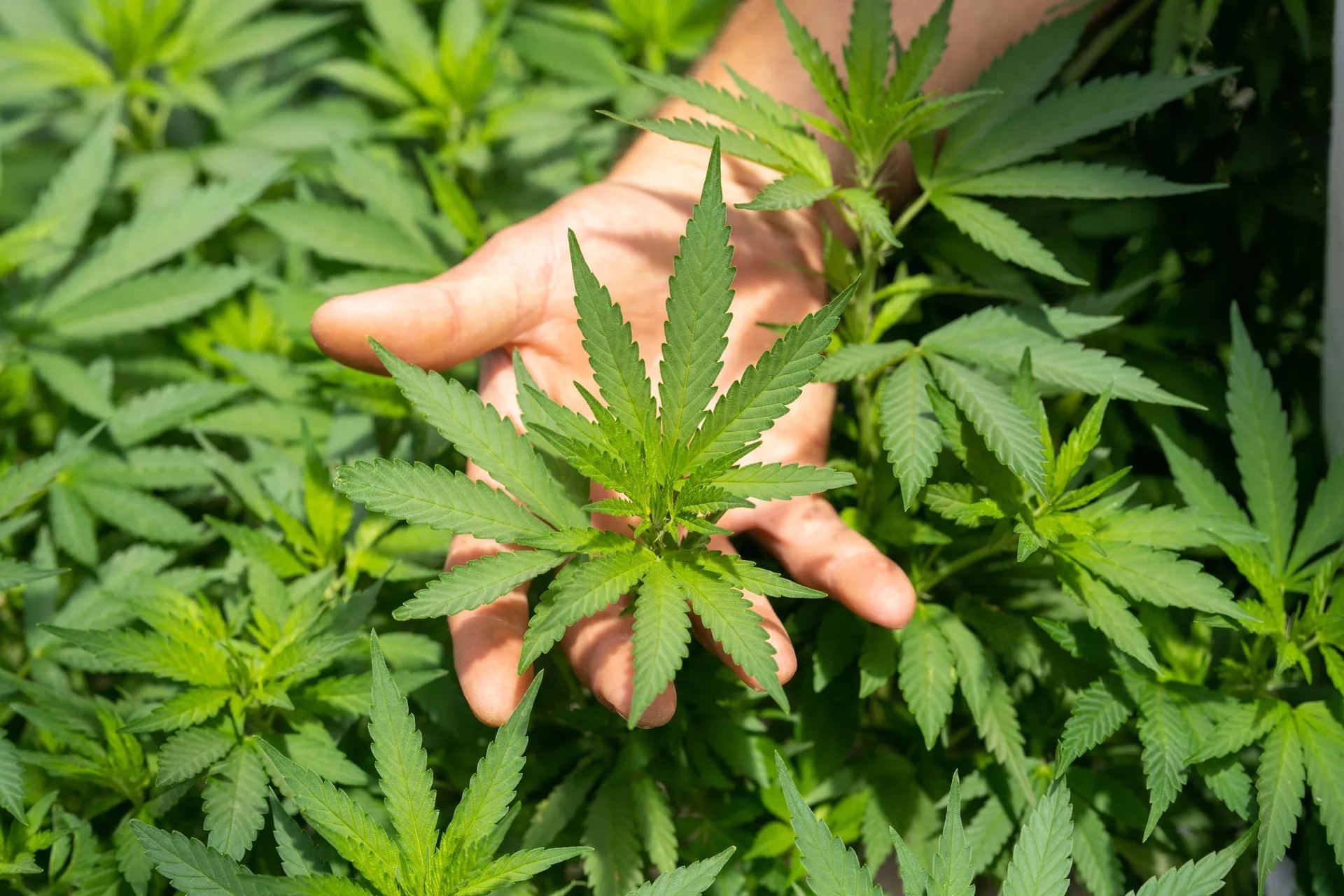 Folhas de cannabis em detalhe botânico